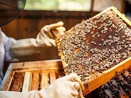 فروش عسل فوق العاده عالی