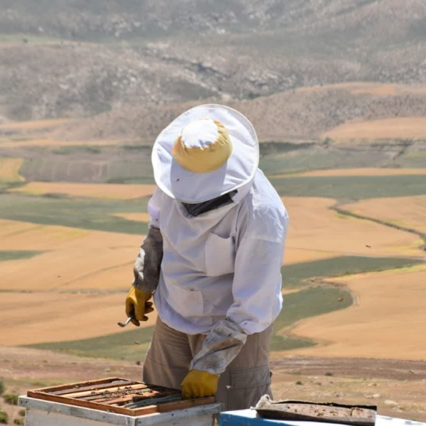 فروش عسل خالص گزانگبین(لرستان)