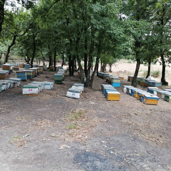 فروش عسل طبیعی **نمدار جنگلی**
