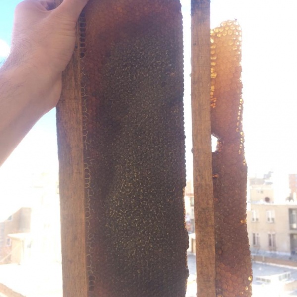 عسل سیاه سبلان