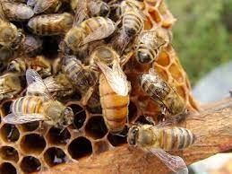 تولید و فروش زنبور نژاد کارنیکا و بومی