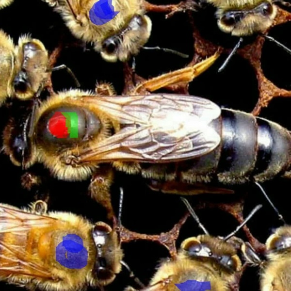 تلقیح مصنوعی،تولید و پرورش ملکه زنبور عسل(تهران)