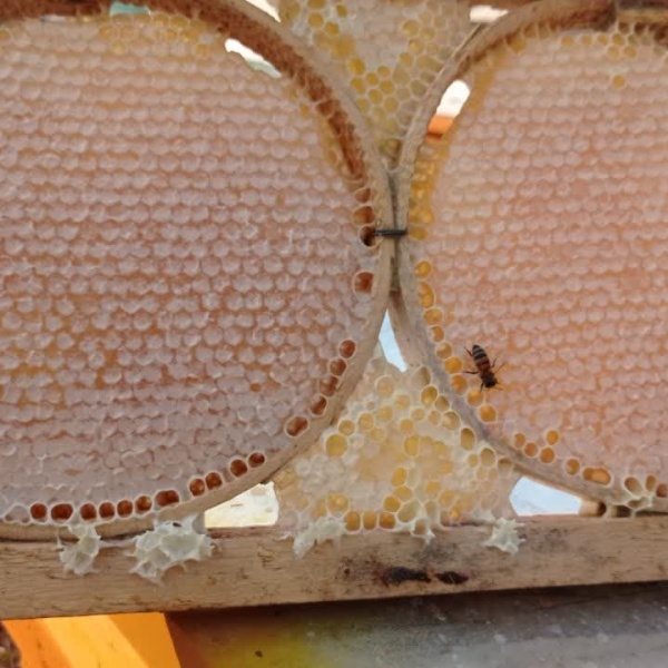 فروش ژل رویال خام و مخلوط با عسل