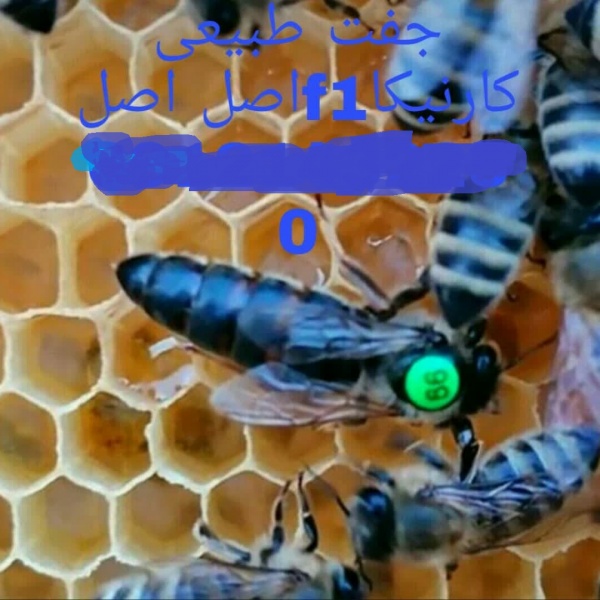 تلقیح مصنوعی،تولید و پرورش ملکه زنبور عسل(تهران)