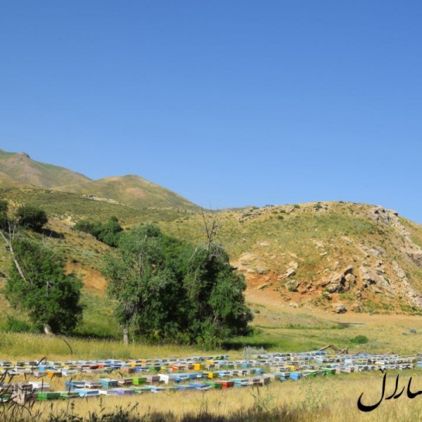 عسل کوهستانهای کردستان با عالی ترین کیفیت