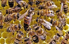 پرورش زنبور عسل و ملکه(قزوین)