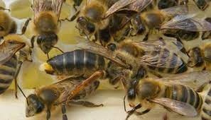 پرورش و فروش زنبور کارنیکا آلمانی وقفقازی بومی