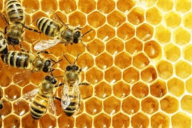 عسل طبیعی و تغذیه گشنیزو چندگیاه
