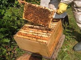 عسل نیمه تغذیه کوهستان