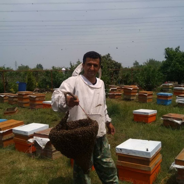 فروش بهترین نوع عسل طبیعی و تغذیه تالش