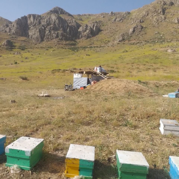 فروش مرغوبترین عسل گون کردستان