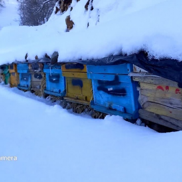 فروش عسل طبیعی و ارگانیک کوهستان های بیوران