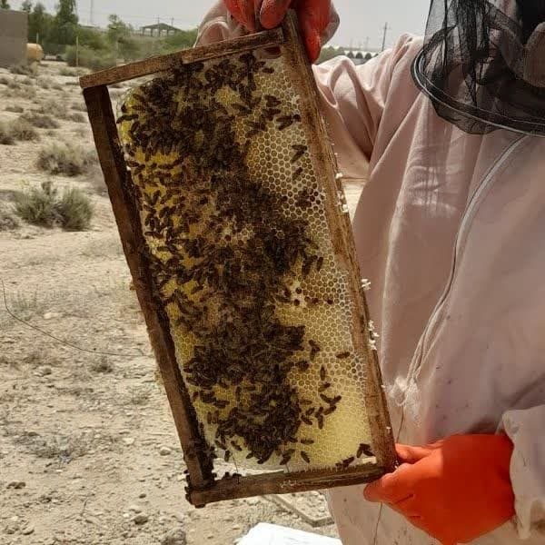 فروش انواع عسل طبیعی