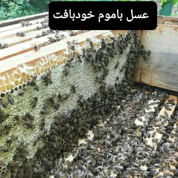 فروش عسل مرغوب گشنیز(تهران)