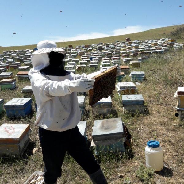 فروش عمده عسل طبیعی آذربایجان