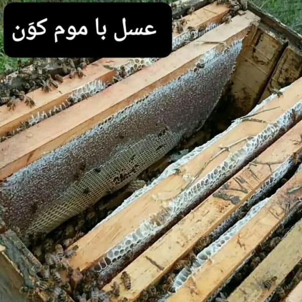 فروش فوق العاده عسل آویشن طبیعی(تهران،بومهن)