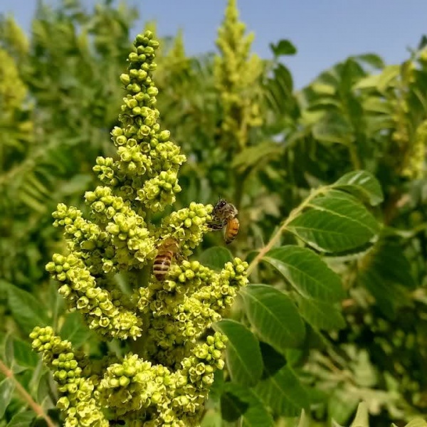 فروش عسل طبیعی و ارگانیک کوهستان های بیوران