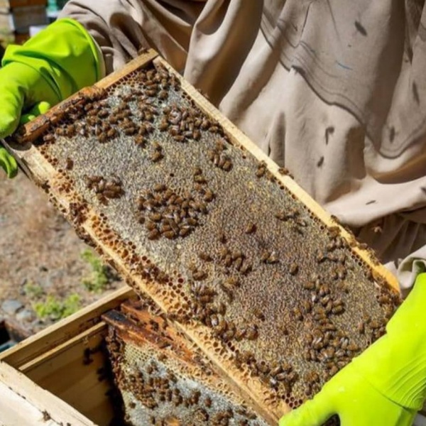 فروش عسل طبیعی خالص