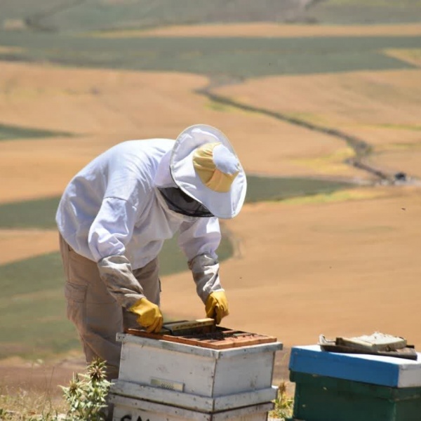 فروش عسل خالص گزانگبین(لرستان)