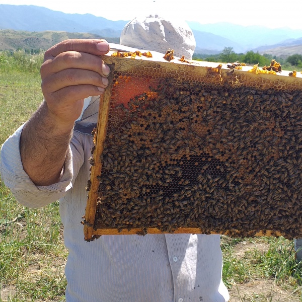تولید و فروش عسل طبیعی ،بره موم ،گرده گل ،موم کلوخ