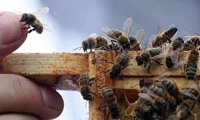 پرورش زنبور عسل با نژادهای بومی و کارنیکا