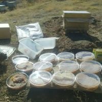 فروش عسل طبیعی و ارگانیک کوهستان های بیوران