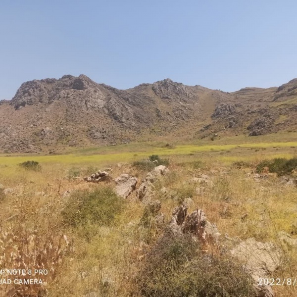 فروش مرغوبترین عسل گون کردستان