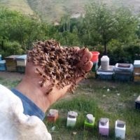 فروش عسل طبیعی کوهستان