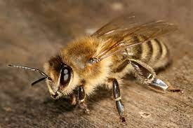 پرورش زنبور عسل ایرانی- کارنیکا