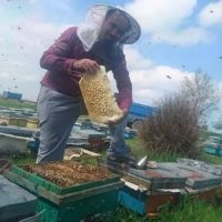 فروش  فوق العاده عسل درخت گز با خواص دارویی