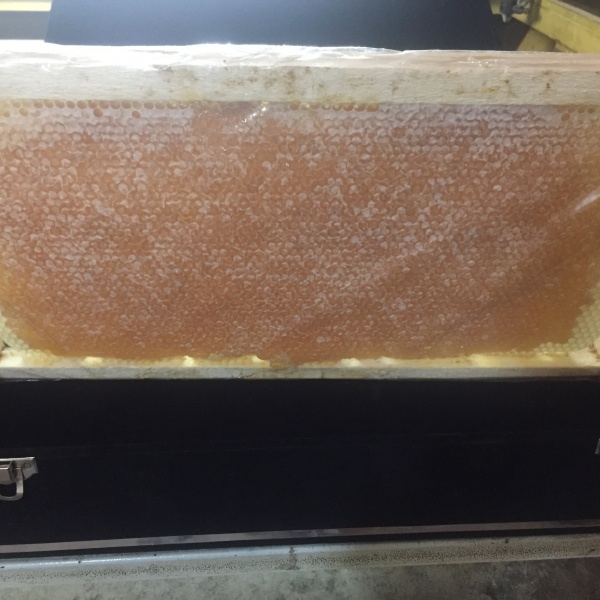 خریدار عسل با موم ( عسل طبیعی و موم خود بافت)