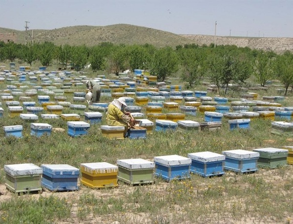 عسل طبیعی ناب کوهستان چهل چشمه ی کردستان