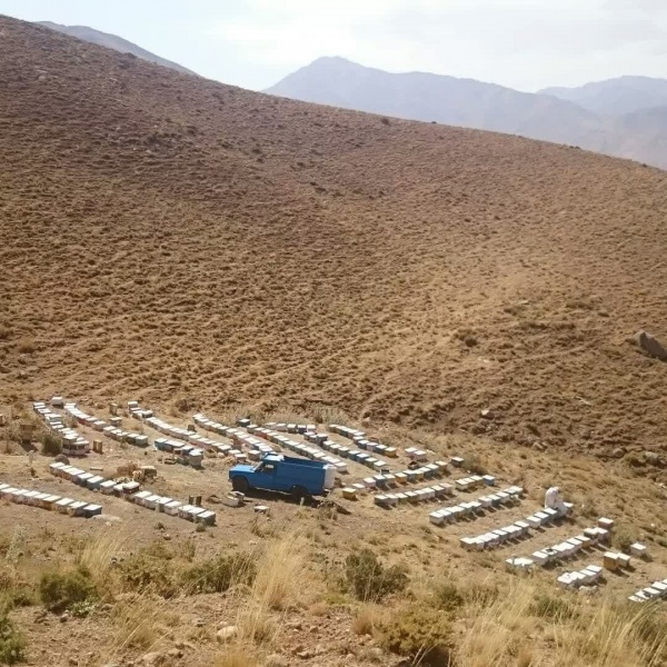 فروش عسل مرغوب گشنیز(تهران)