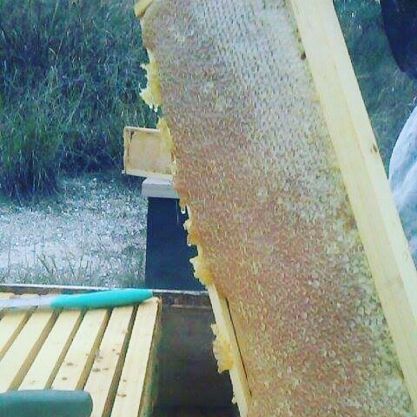 عسل طبیعی نورآباد