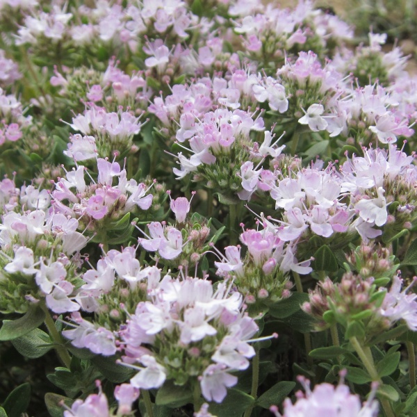 عسل آویشن ارگانیک