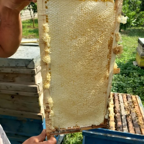 فروش بهترین عسل مرکبات