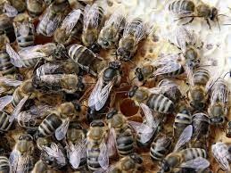 پرورش و فروش زنبور کارنیکا