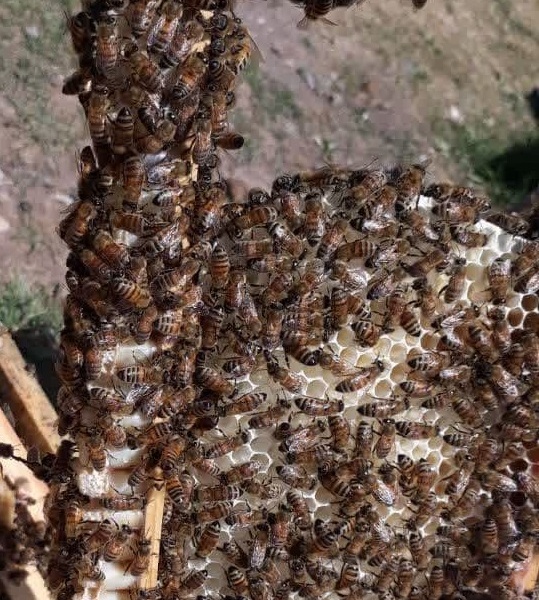 فروش و پرورش ملکه و زنبور عسل