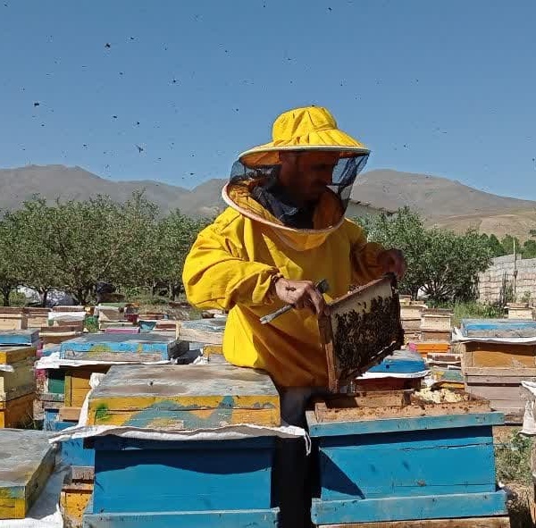 فروش گرده گل کوهی با تنوع رنگی بالا