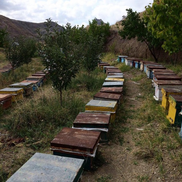 تولید و فروش عسل ییلاقی ورزقان