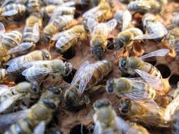 فروش و پرورش زنبور کارنیکا