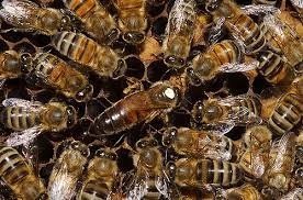 تولید و پرورش ملکه و کلونی زنبور عسل(کارنیکا،قفقازی،بوک فست)