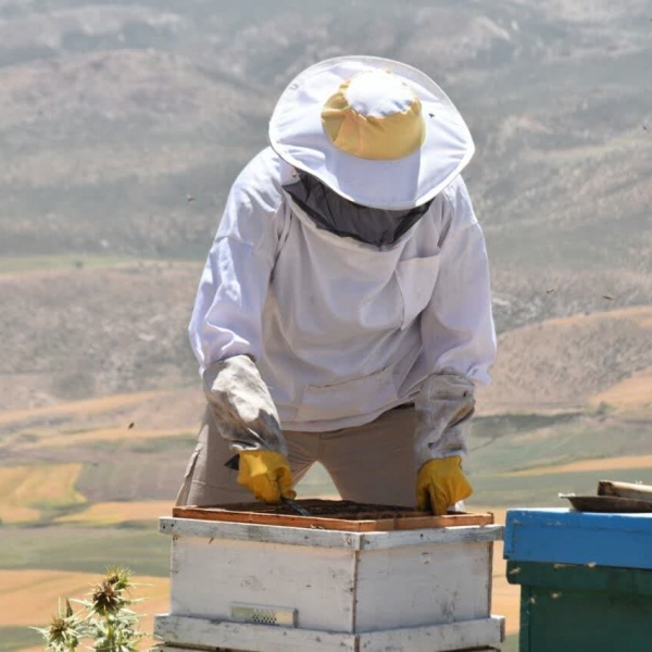 فروش عسل خالص گزانگبین(لرستان)