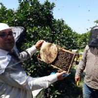 فروش عسل طبیعی و ارگانیک آزاد کوه