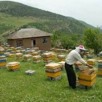 فروش عسل با کیفیت بالا(گون آویشن)