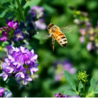 عسل چند گیاه درجه یک شرطی