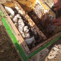 فروش مرغوبترین عسل گون کردستان