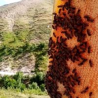 فروش عسل طبیعی کوهستان