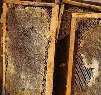 فروش 300 کلونی زنبور کارنیکا