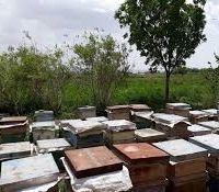 فروش عسل طبیعی چند گیاه خالص